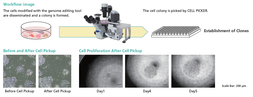 Cloning of Genome Edited Cells via the Cell Colony Separation Method