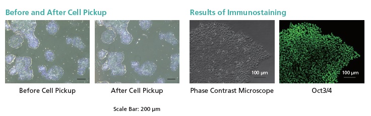 Cloning of Genome Edited Cells via the Cell Colony Separation Method