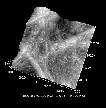 Observation of Cellulose Fiber