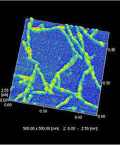 Observation of Fibroin Proteins