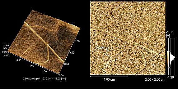 Observation of Collagen