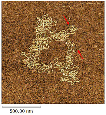 Observation of Long-Chain DNA in the Air