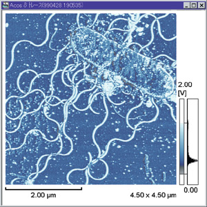 Observation of Lateral Flagella of Marine Bacteria