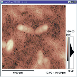 Observation of Cellulose