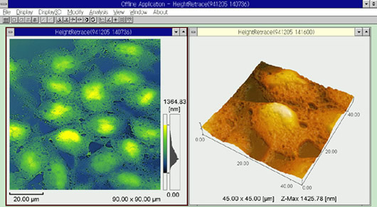 Observation of Cultured Cells