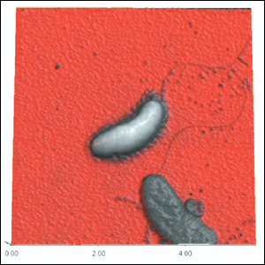 Observation of Cholera Bacteria