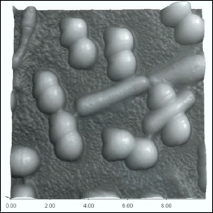 Observation of Lactic Acid Bacteria in Yoghurt