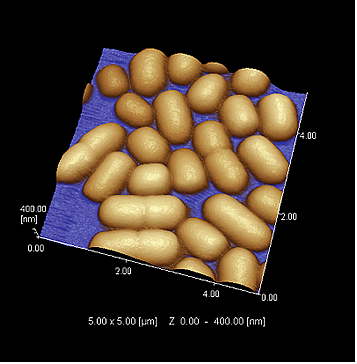 Observation of E. coli ( in liquid )