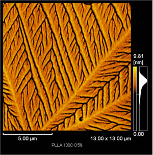 The crystal morphology of poly(L-lactic acid) thin film