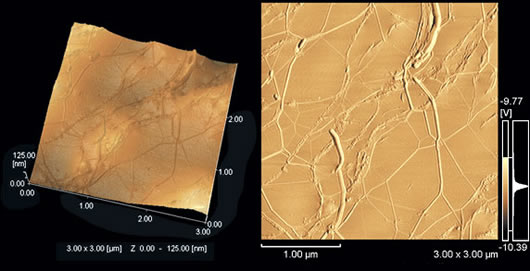 Observation of Compound Bodies Consisting of SWCNT and Acrylic Resin