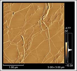 Fig.2 Elasticity Image of SWNT in Polymer