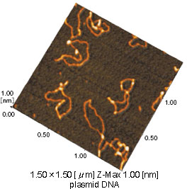 Fig.1 AFM image of plasmid DNA