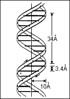 Fig.3 Molecular model of DNA