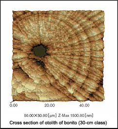 Fig.1 Image of Daily Rings