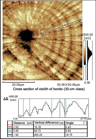 Fig.2 Profile analysis of daily rings