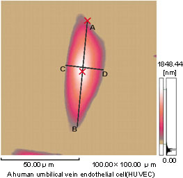 Fig.1(a) AFM Observation of a Living Cell