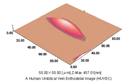 Fig.1(c) A 3-Dimensional Image