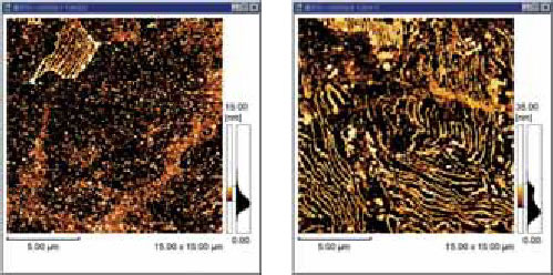 S25C Carbon Steel (After Nital Processing) S55C Carbon Steel (After Nital Processing)
