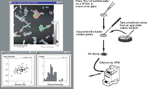 Preparation of microorganism specimens for Scanning Porce Microscopy