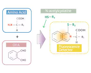 아미노산을 선택적으로 검출